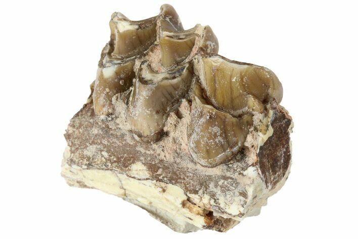 Oreodont (Merycoidodon) Jaw Section - South Dakota #184279